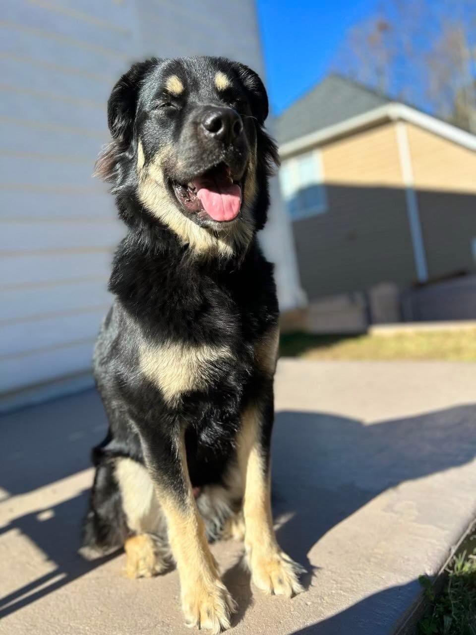 Enlarge Oliver , a ADOPTABLE mixed breed in Garland, TX image 5/6