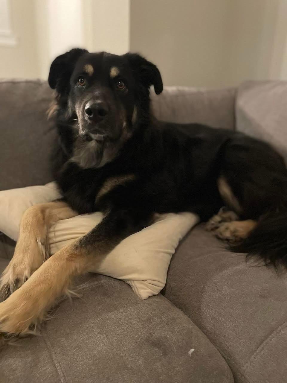 Enlarge Oliver , a ADOPTABLE mixed breed in Garland, TX image 2/6