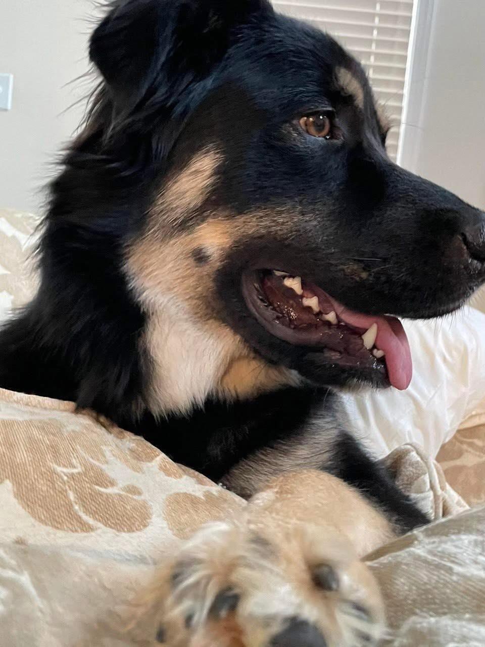 Enlarge Oliver , a ADOPTABLE mixed breed in Garland, TX image 6/6