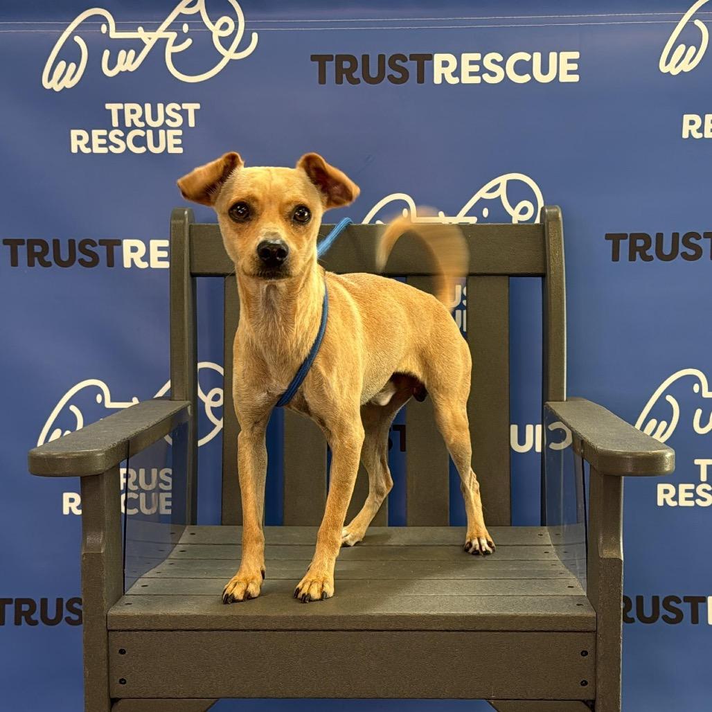 Enlarge HANSON, a Adoptable Terrier in Berlin, NJ image 1/5