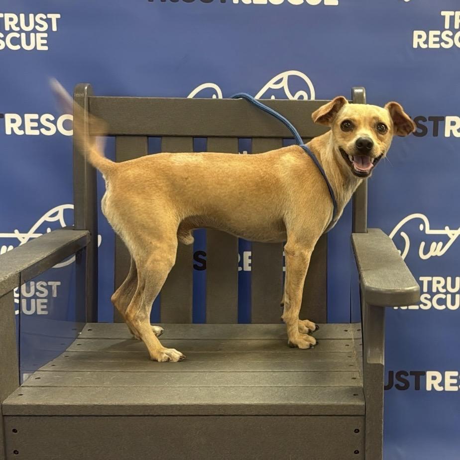Enlarge HANSON, a Adoptable Terrier in Berlin, NJ image 2/5