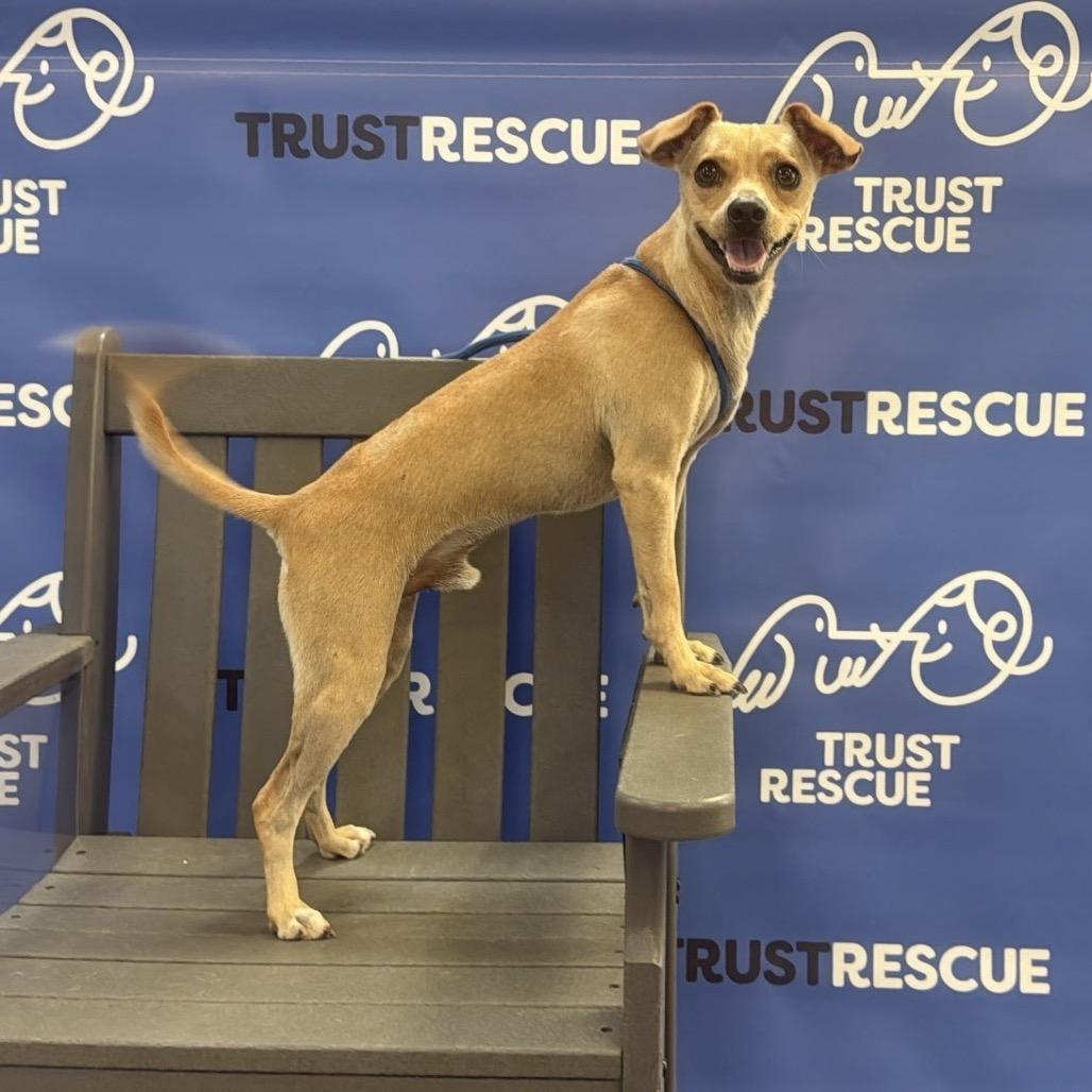 Enlarge HANSON, a Adoptable Terrier in Berlin, NJ image 3/5