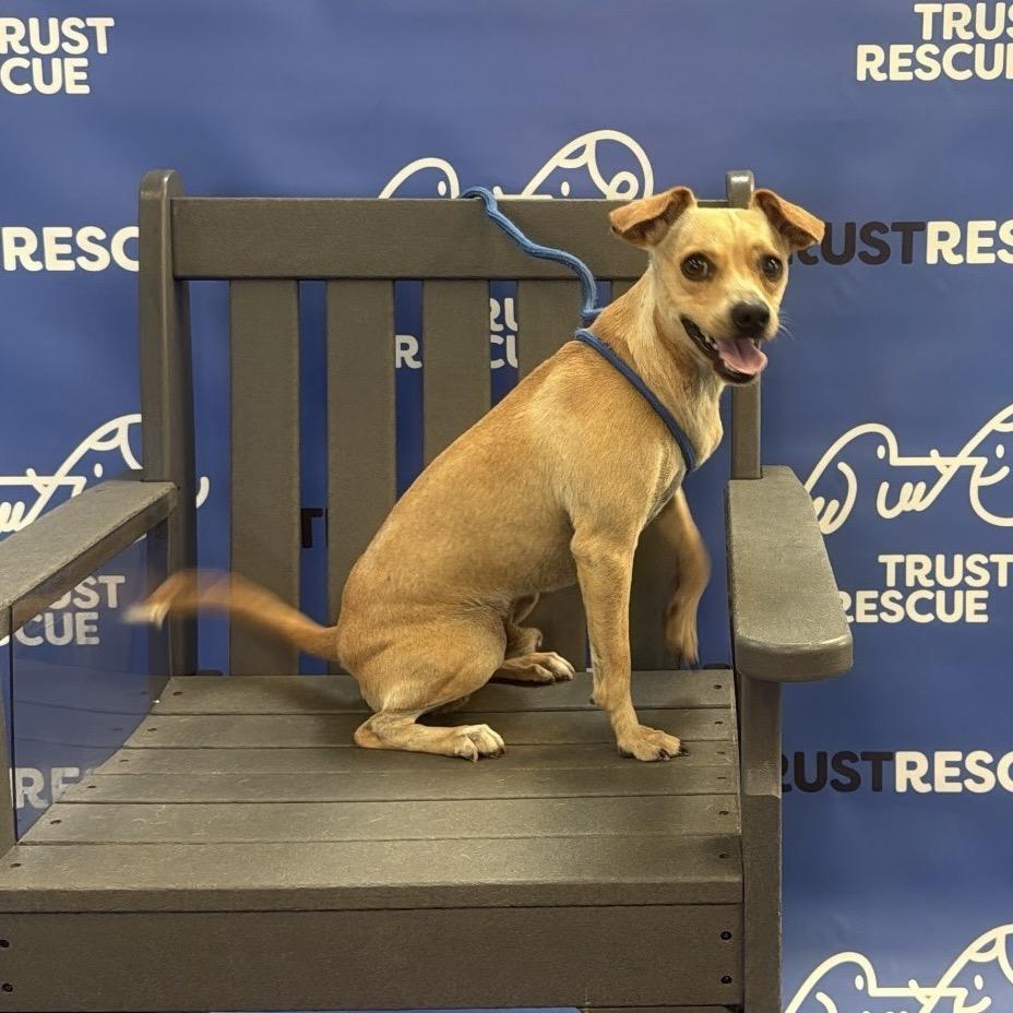 Enlarge HANSON, a Adoptable Terrier in Berlin, NJ image 4/5
