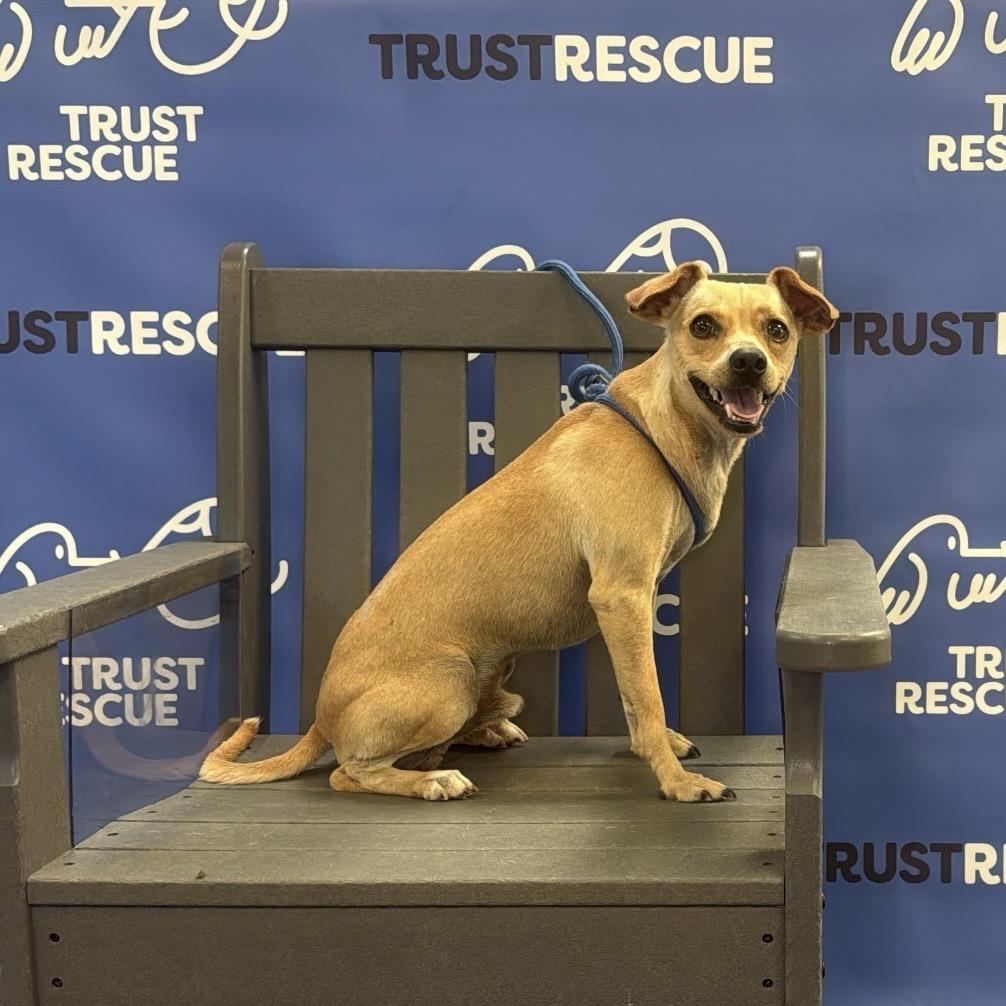 Enlarge HANSON, a Adoptable Terrier in Berlin, NJ image 5/5
