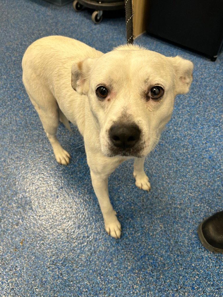 Enlarge 26-416 Mimi, a Adoptable Terrier in Tarboro, NC image 1/1