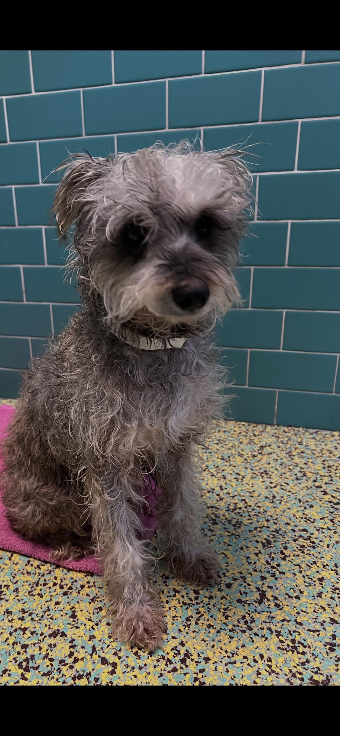 Velvet Music, adopted, Adult Female Wheaten Terrier & Miniature Schnauzer.