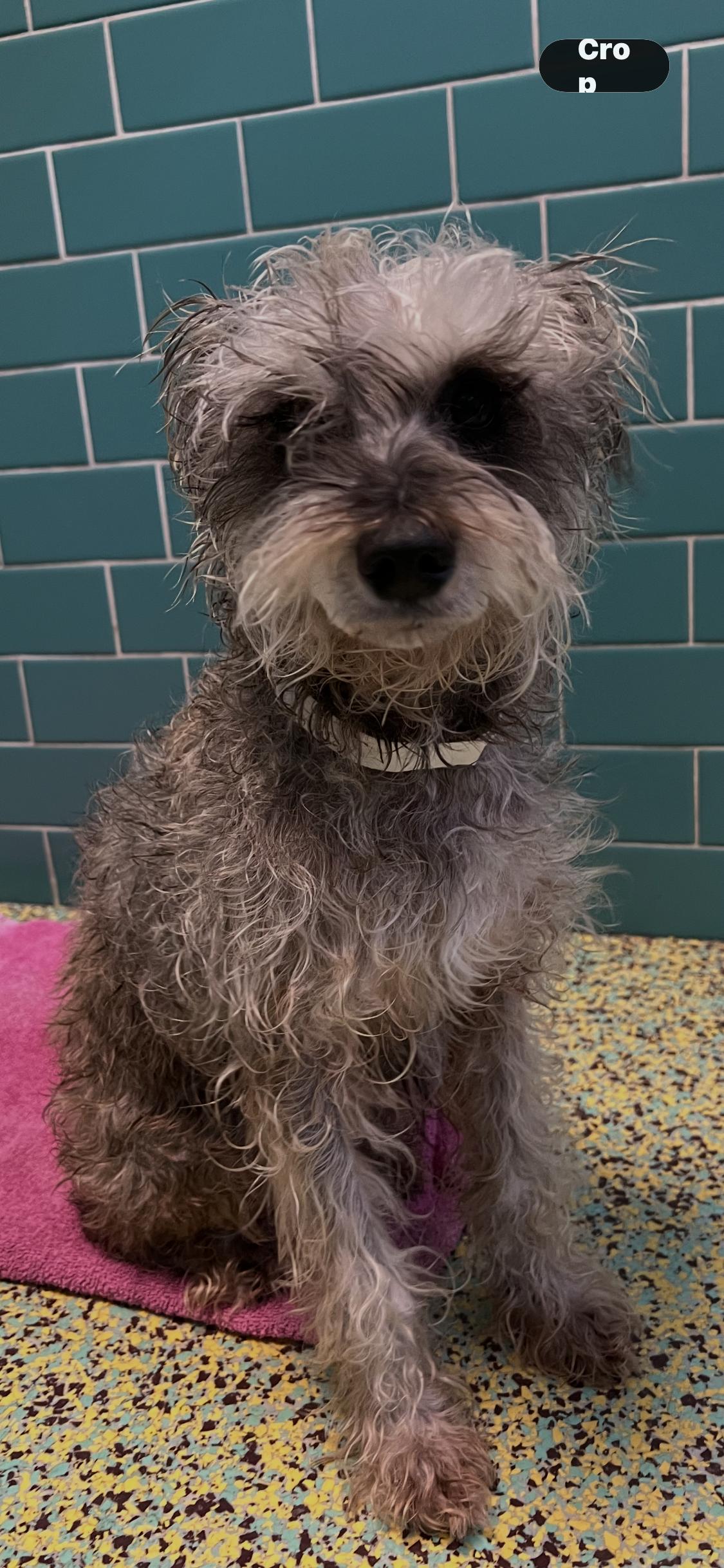 Enlarge Velvet Music, an adopted mixed breed in Armada, MI image 2/2