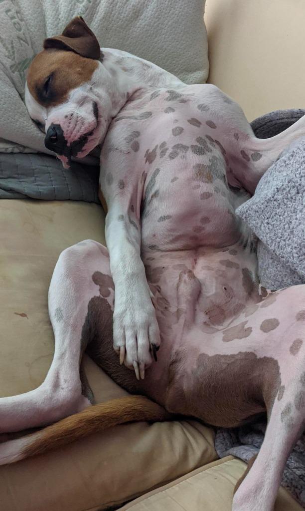 Sammy, Adoptable, Adult Male Boxer & Labrador Retriever.