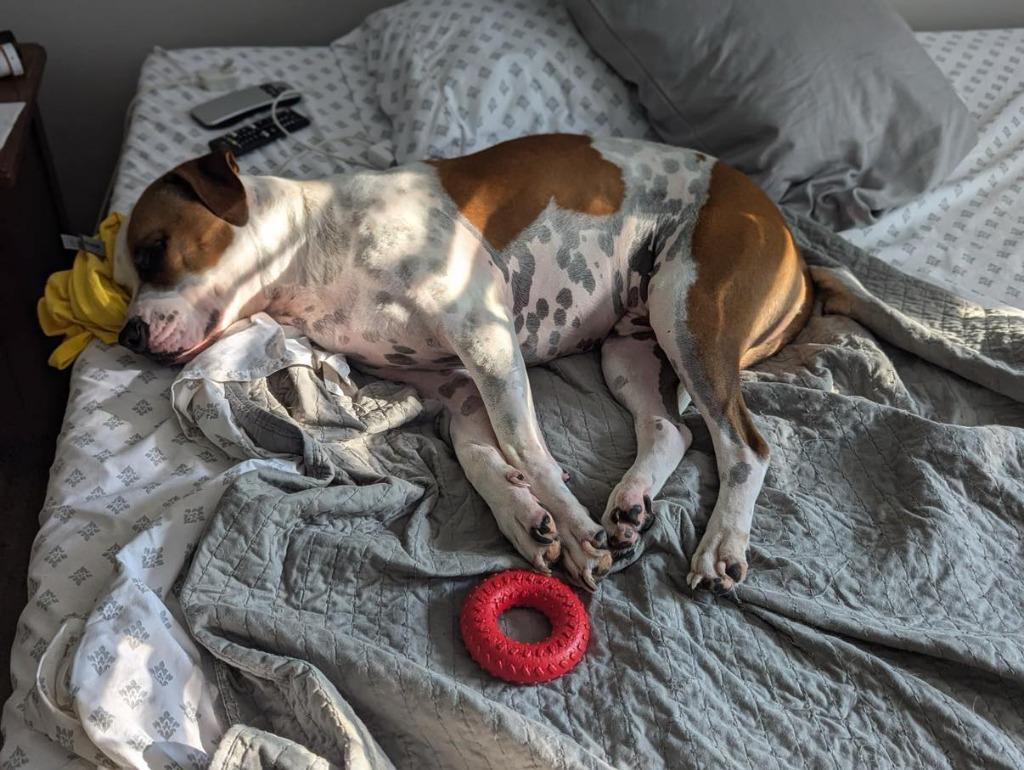 Sammy, Adoptable, Adult Male Boxer & Labrador Retriever.