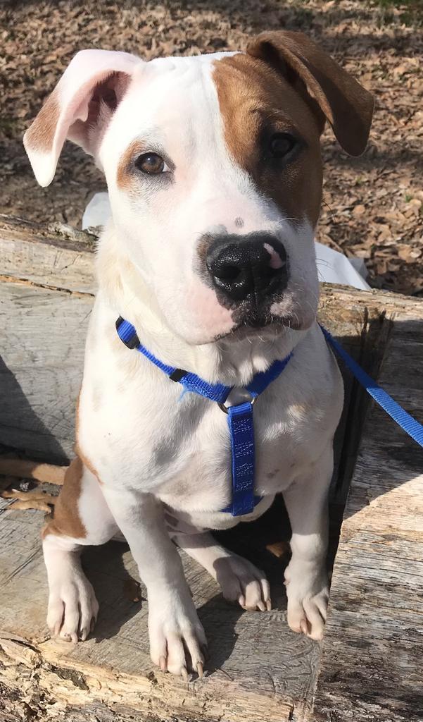 Sammy, Adoptable, Adult Male Boxer & Labrador Retriever.