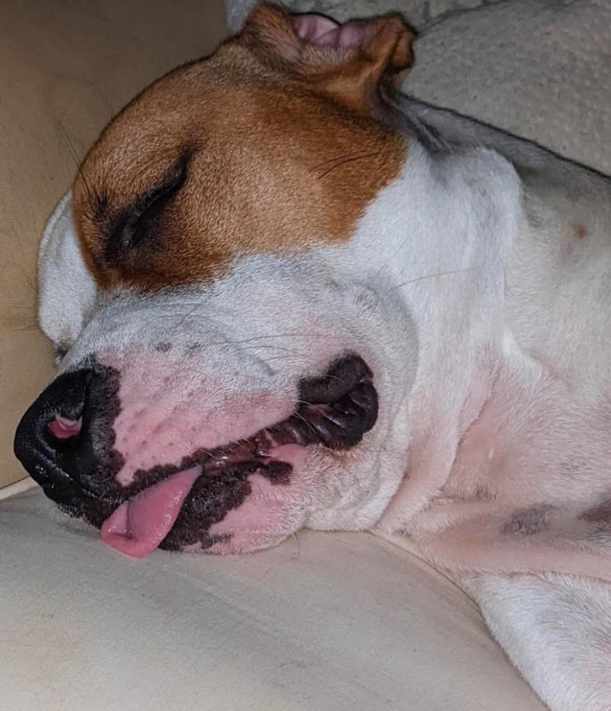 Sammy, Adoptable, Adult Male Boxer & Labrador Retriever.