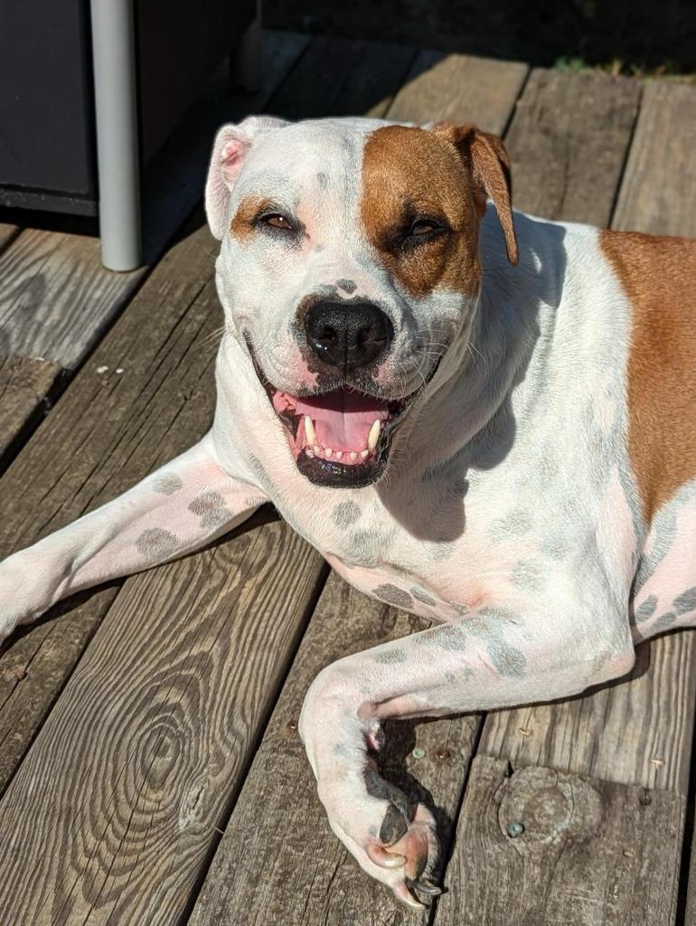 Sammy, a Adoptable mixed breed in Waxhaw, NC image 1/6