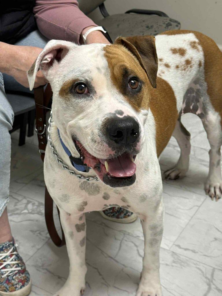 Enlarge Sammy, a Adoptable mixed breed in Waxhaw, NC image 5/6