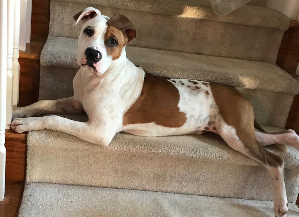 Sammy, a Adoptable mixed breed in Waxhaw, NC image 6/6