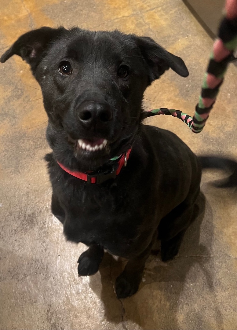 Bella, Adopted, Young Female Black Labrador Retriever.