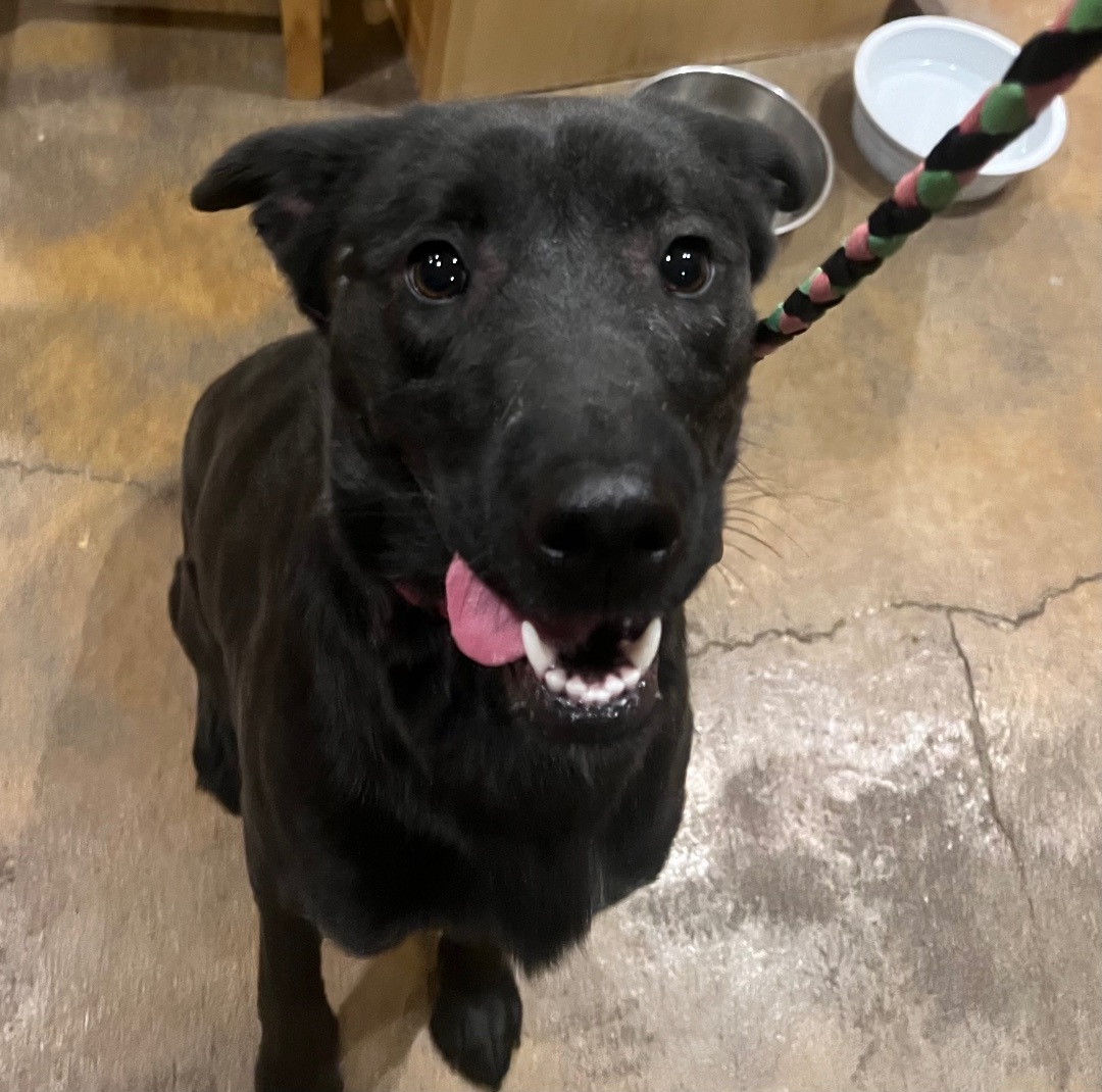 Enlarge Bella, a Adopted mixed breed in Wasilla, AK image 2/6