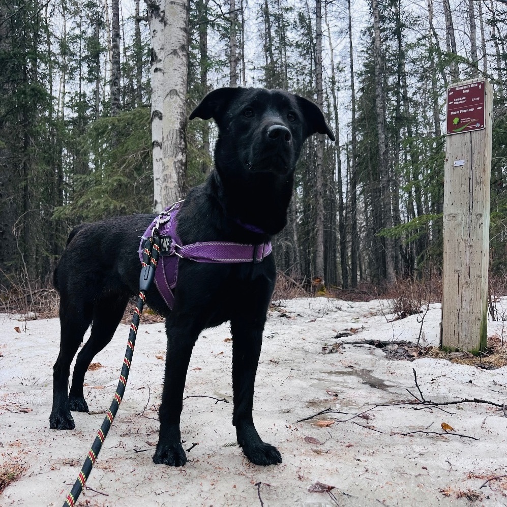 Enlarge Bella, a Adopted mixed breed in Wasilla, AK image 3/6