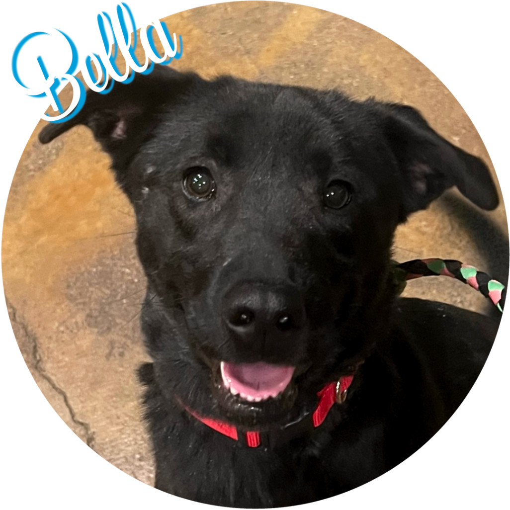 Enlarge Bella, a Adopted mixed breed in Wasilla, AK image 5/6