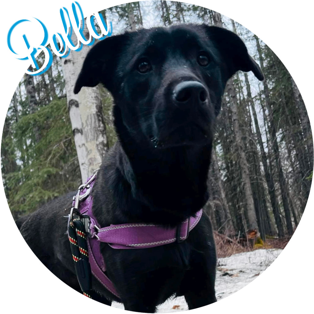 Enlarge Bella, a Adopted mixed breed in Wasilla, AK image 6/6