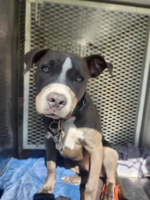 SAPHIRE, Adoptable, Young Female Pit Bull Terrier.