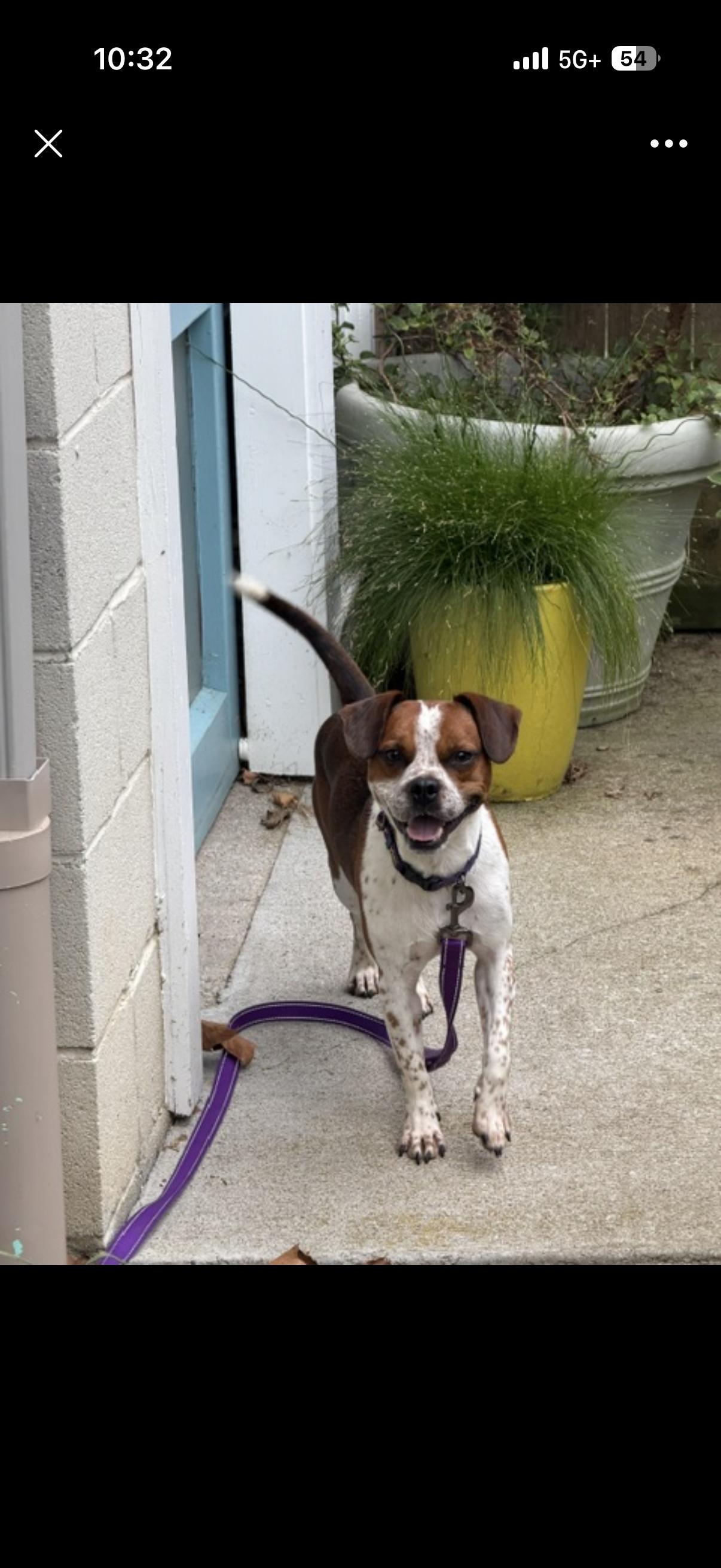 Enlarge Mr. Tubbs, a Adoptable mixed breed in Monroe, OH image 2/2