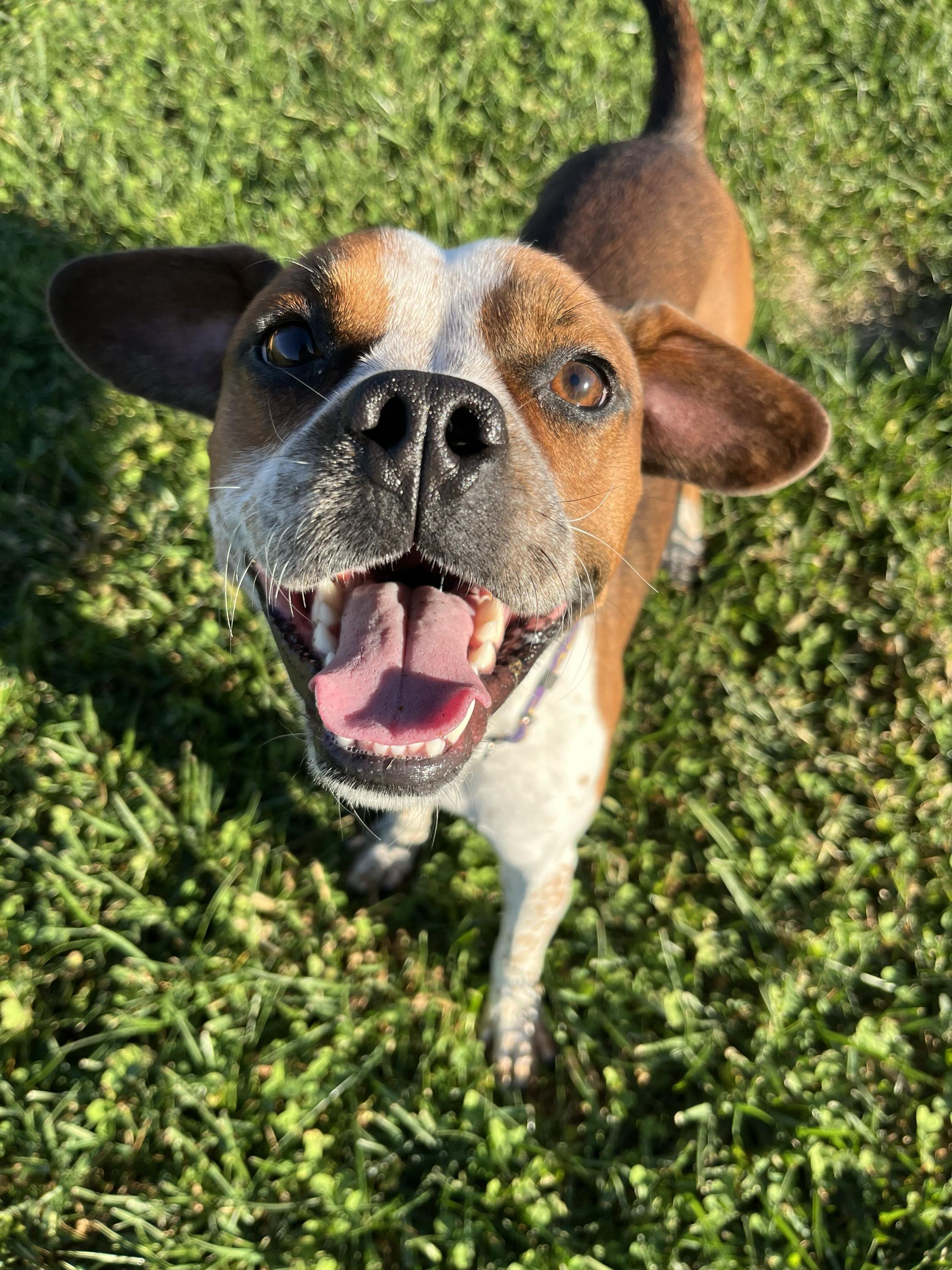 Mr. Tubbs, Adoptable, Young Male Boxer.