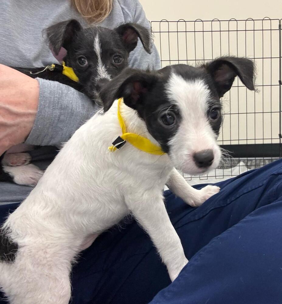 Clare, Adoptable, Puppy Female Chihuahua.