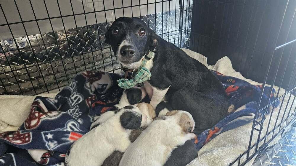 Clare, Adoptable, Puppy Female Chihuahua.