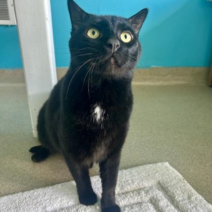Enlarge Cantaloupe, a Adoptable mixed breed in East Montpelier, VT image 1/1