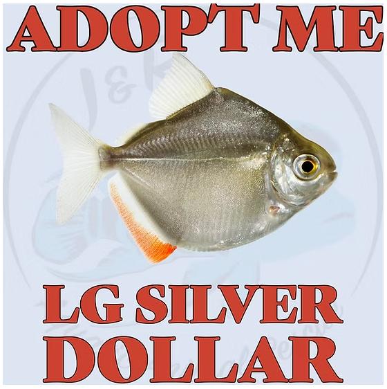 LG Silver Dollar, Adoptable, Adult Unknown Freshwater Fish.