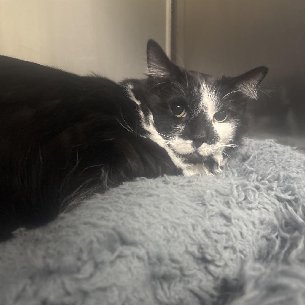 Sparkles (Bonded to Glitter), Adoptable, Senior Female Domestic Long Hair.