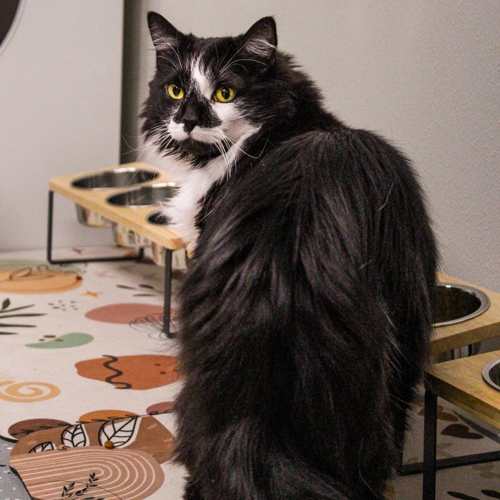 Enlarge Sparkles (Bonded to Glitter), a Adoptable Domestic Long Hair in Canastota, NY image 2/2