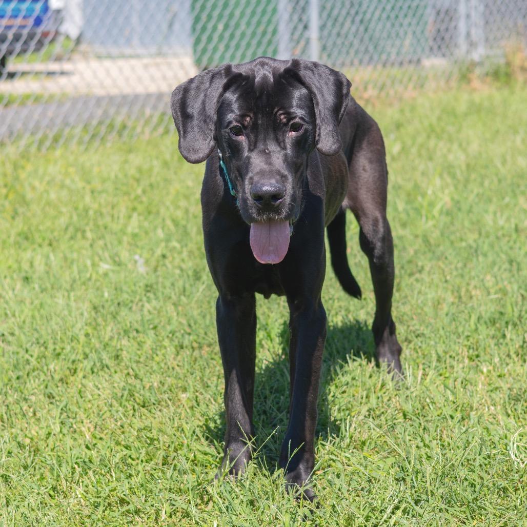 Onyx, Adoptable, Young Male Great Dane.
