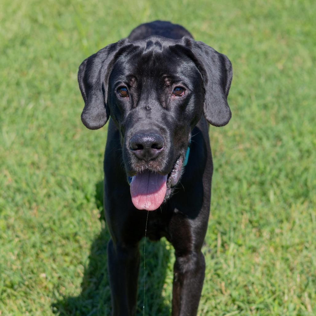 Enlarge Onyx, a Adoptable Great Dane in Wilmington, DE image 4/6