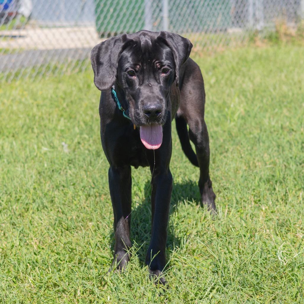 Enlarge Onyx, a Adoptable Great Dane in Wilmington, DE image 6/6