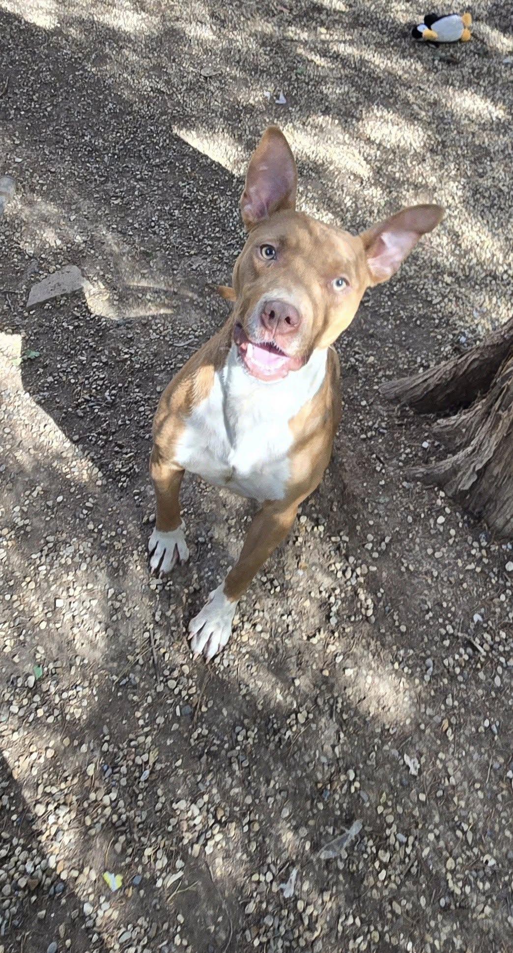 Tallie, Adoptable, Young Female Pit Bull Terrier.