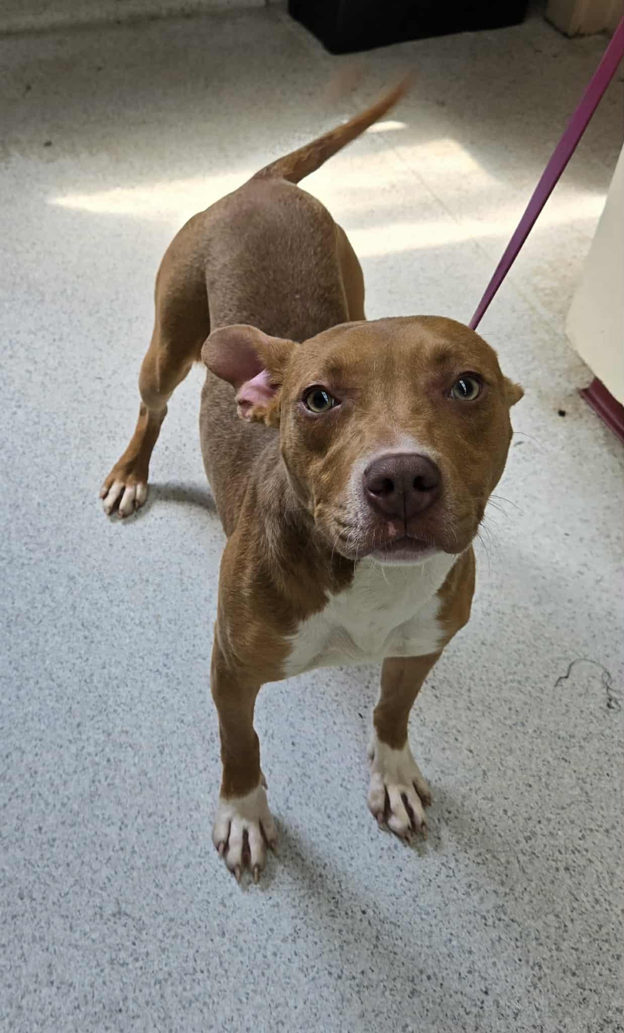 Enlarge Tallie, a Adoptable mixed breed in Freeport, IL image 3/5