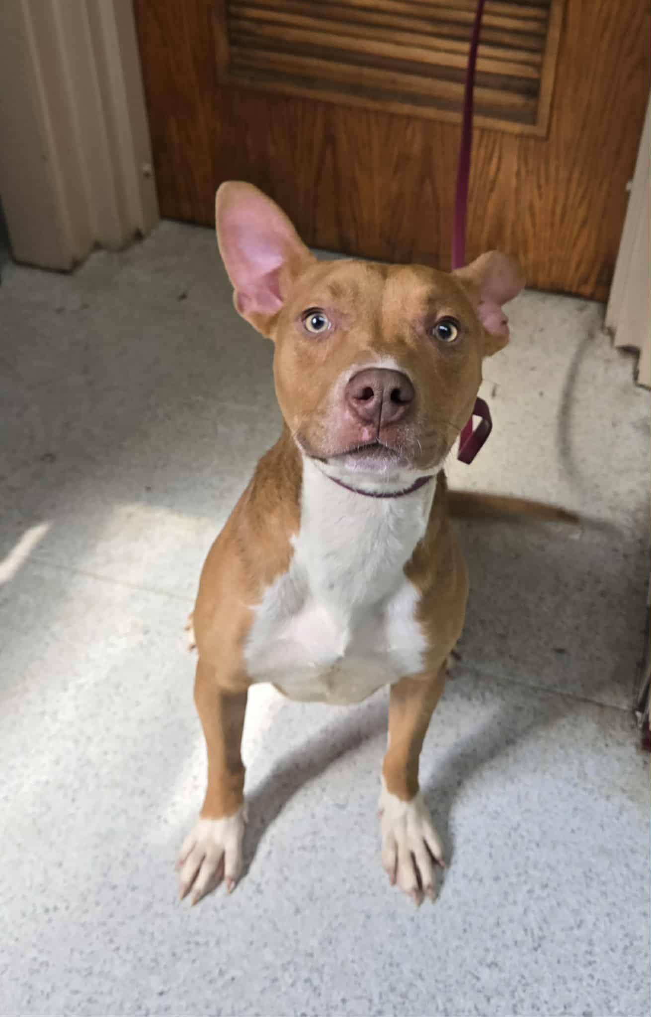 Enlarge Tallie, a Adoptable mixed breed in Freeport, IL image 4/5