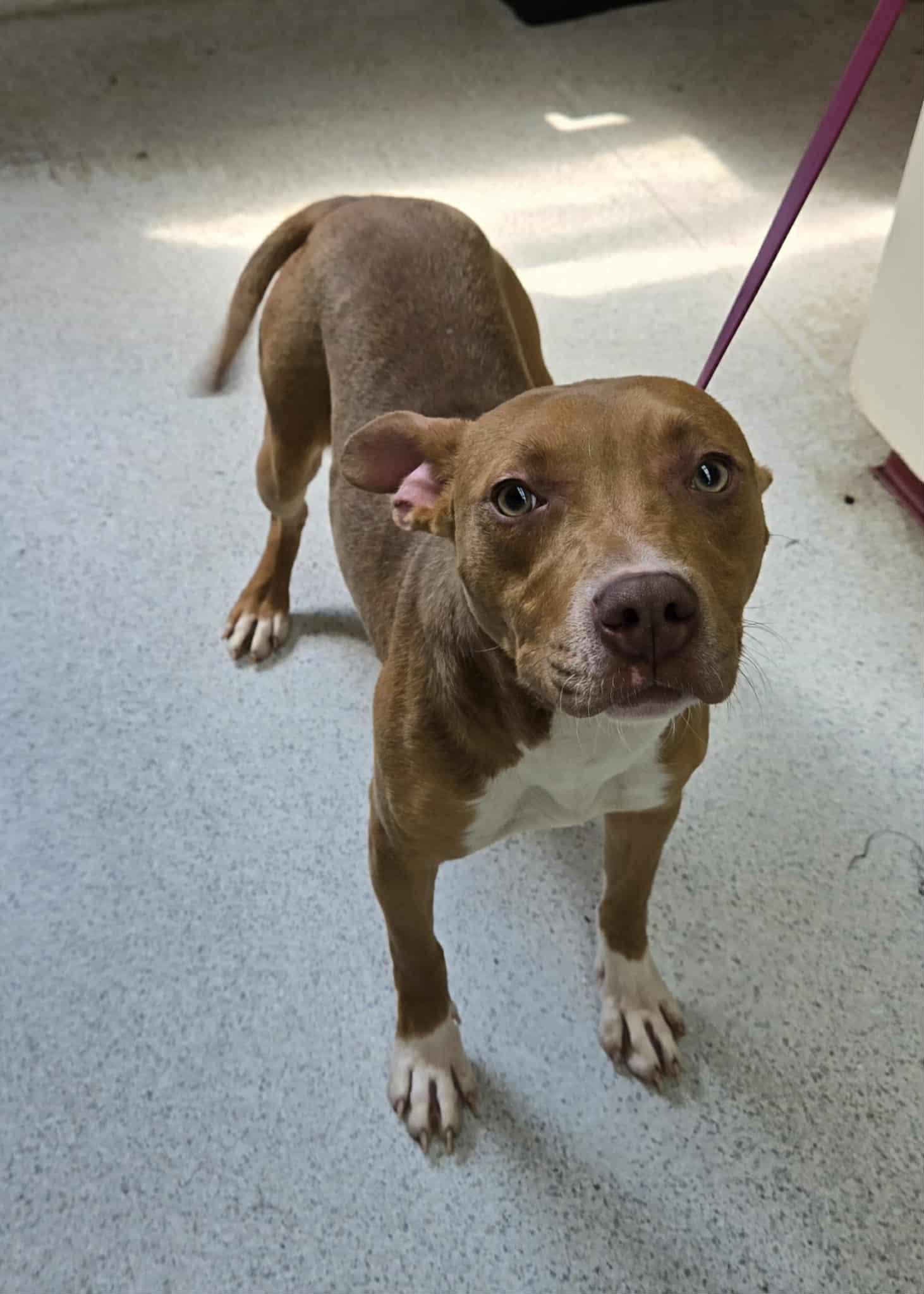 Enlarge Tallie, a Adoptable mixed breed in Freeport, IL image 5/5