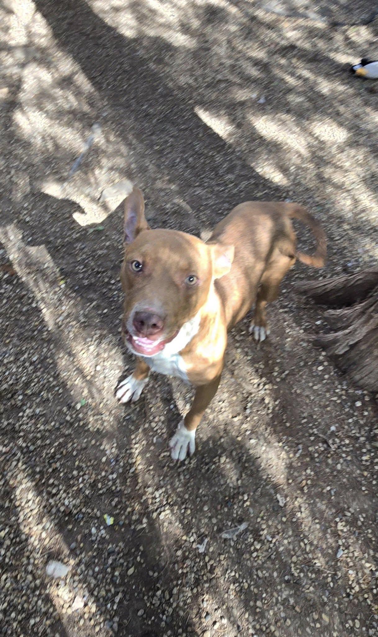 Enlarge Tallie, a Adoptable mixed breed in Freeport, IL image 2/5