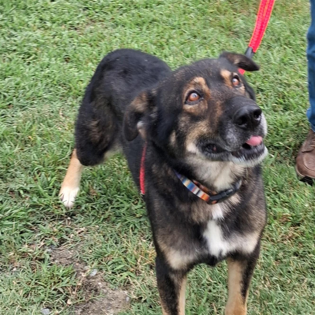 Enlarge Bjorn, a ADOPTABLE German Shepherd Dog in Gloucester, VA image 1/4