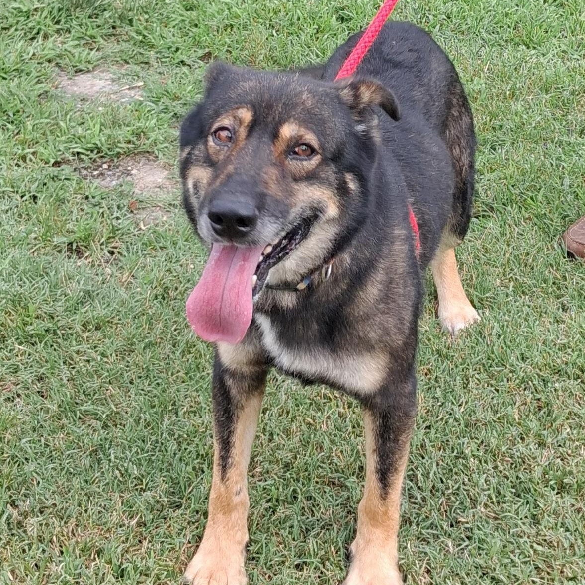 Enlarge Bjorn, a ADOPTABLE German Shepherd Dog in Gloucester, VA image 4/4