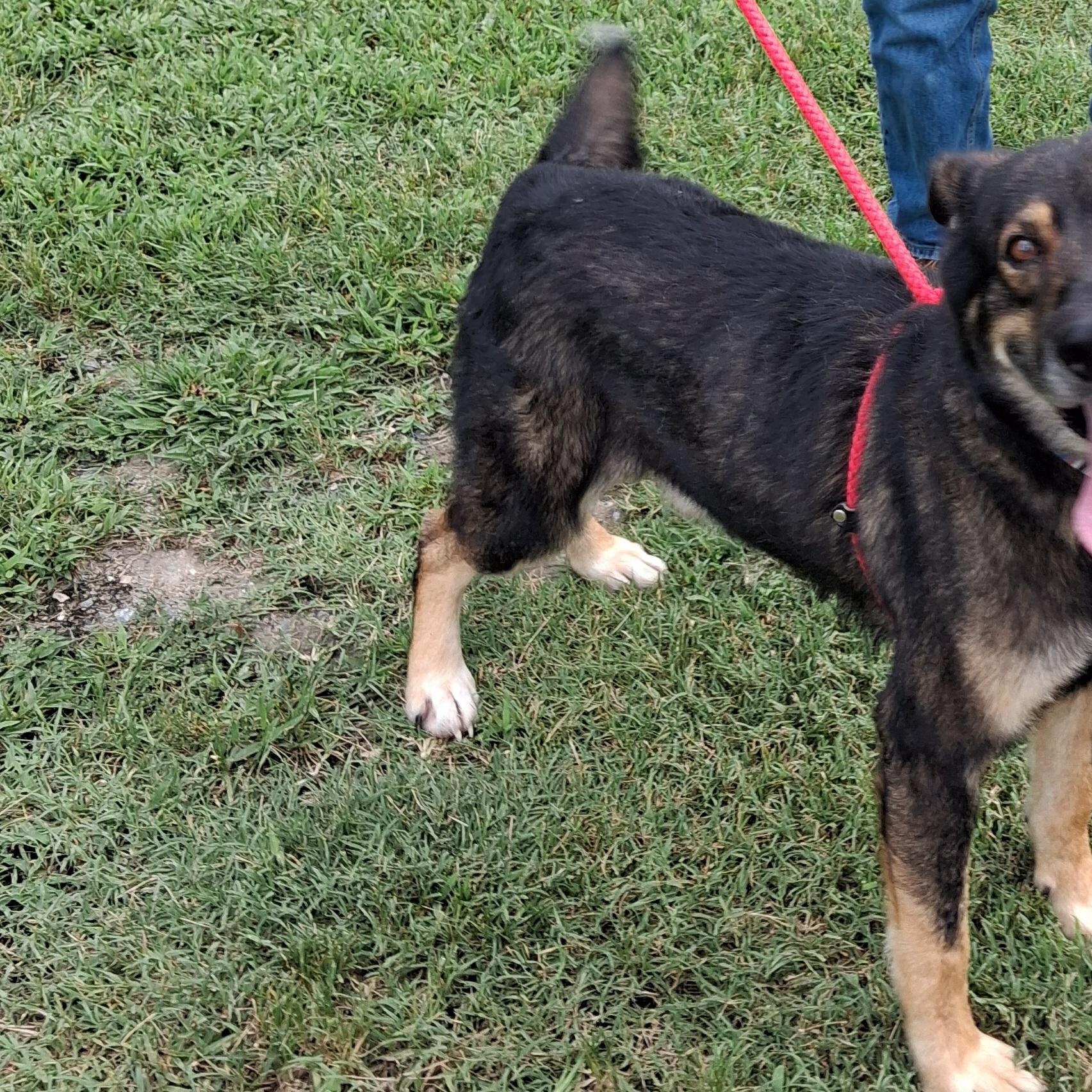 Enlarge Bjorn, a ADOPTABLE German Shepherd Dog in Gloucester, VA image 2/4