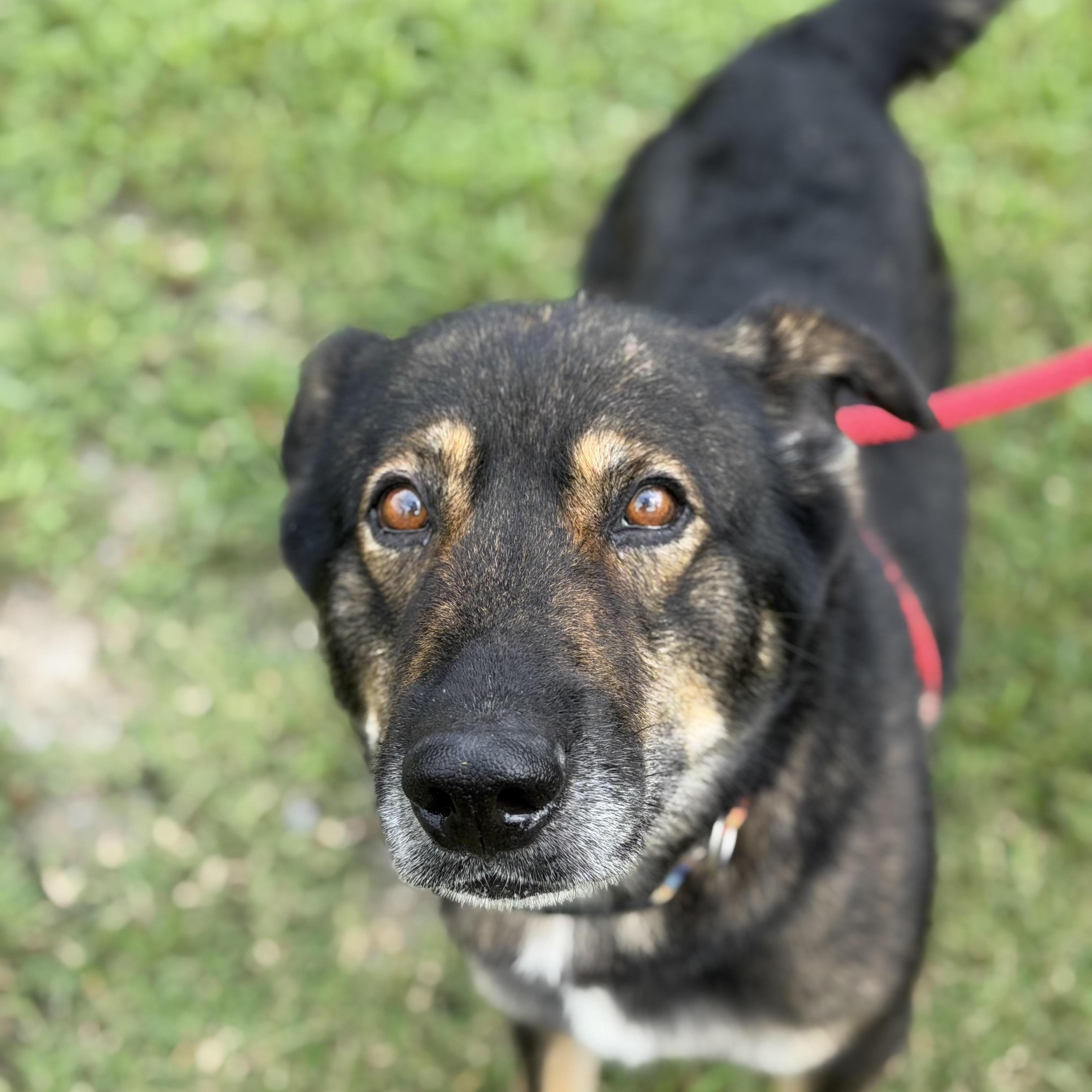 Enlarge Bjorn, a ADOPTABLE German Shepherd Dog in Gloucester, VA image 3/4