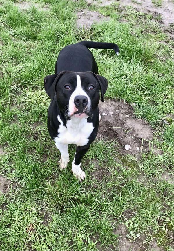 Enlarge Diamond, a Adoptable mixed breed in McMinnville, OR image 1/3