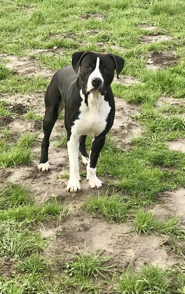 Enlarge Diamond, a Adoptable mixed breed in McMinnville, OR image 2/3