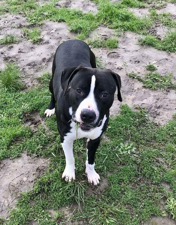 Enlarge Diamond, a Adoptable mixed breed in McMinnville, OR image 3/3