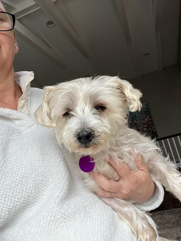 Ramona, Adoptable, Adult Female Yorkshire Terrier & Maltese.