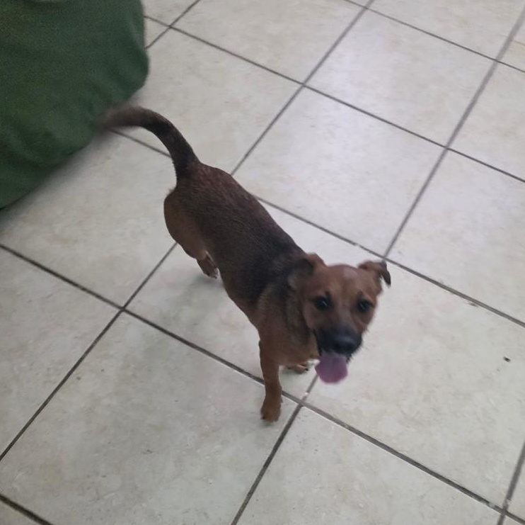 Enlarge Carola, an adopted mixed breed in Albion, NY image 2/2