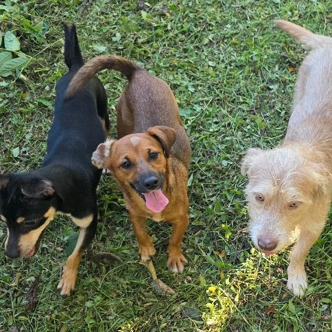 Carola, adopted, Young Female Chiweenie & Chihuahua.